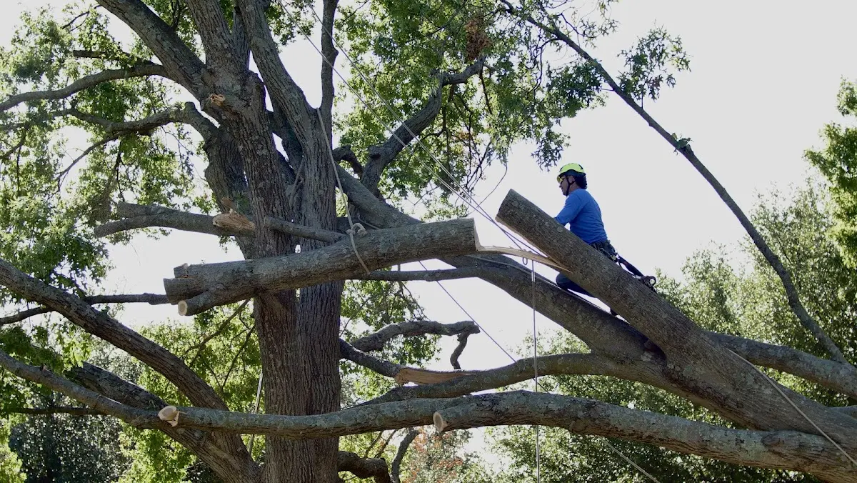 Professional Hazardous Tree Removal performed by certified arborists in Yadkinville
