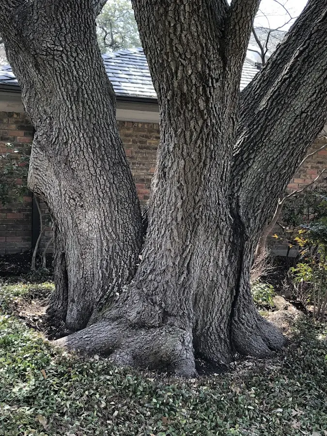 Mature heritage tree close to a Yadkinville property cared for by certified arborists